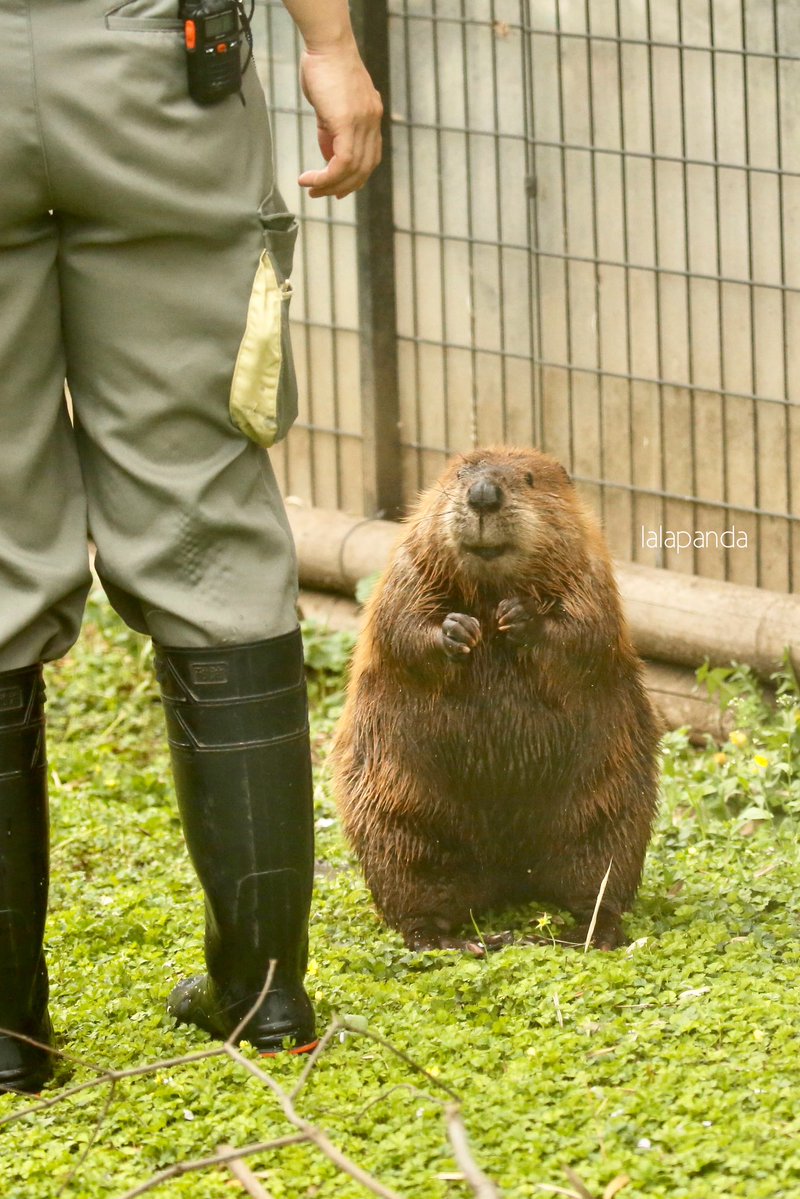 lalapanda tweet media