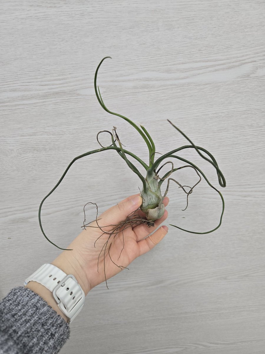 레몬그랩 tweet media