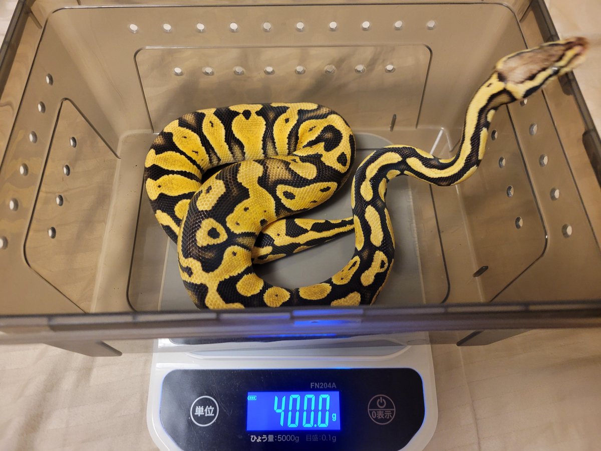 くれーる tweet media