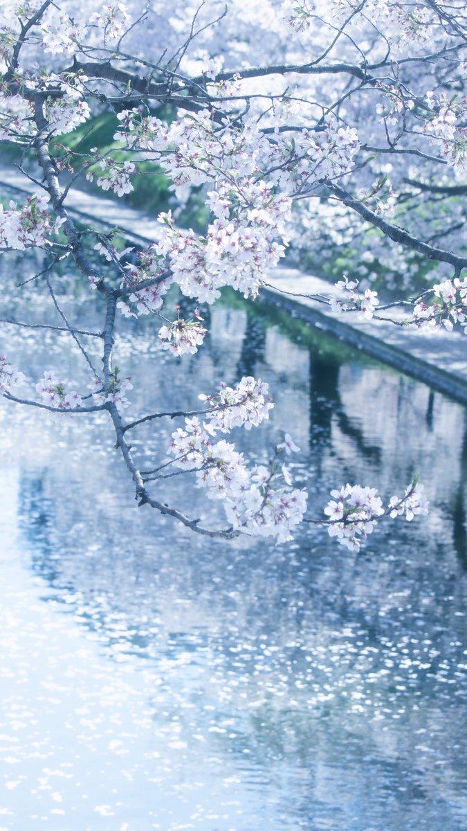 しらたま tweet media