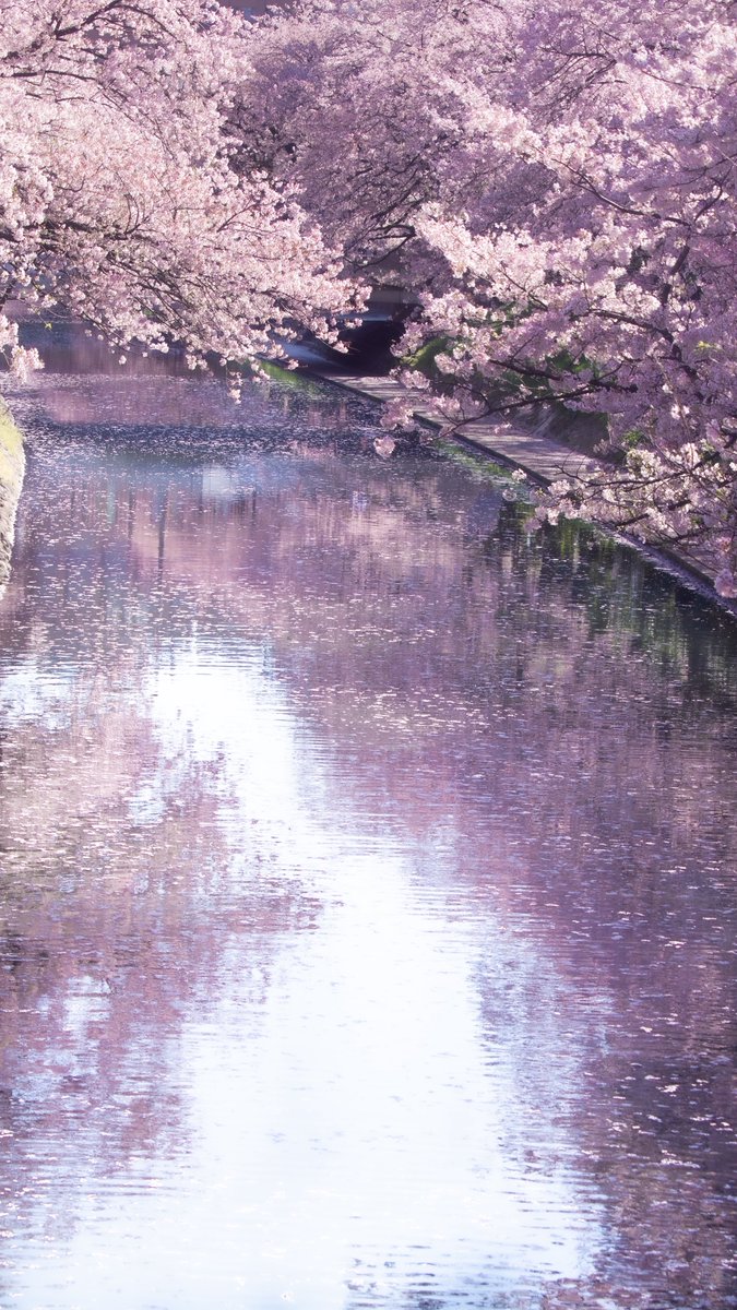 しらたま tweet media