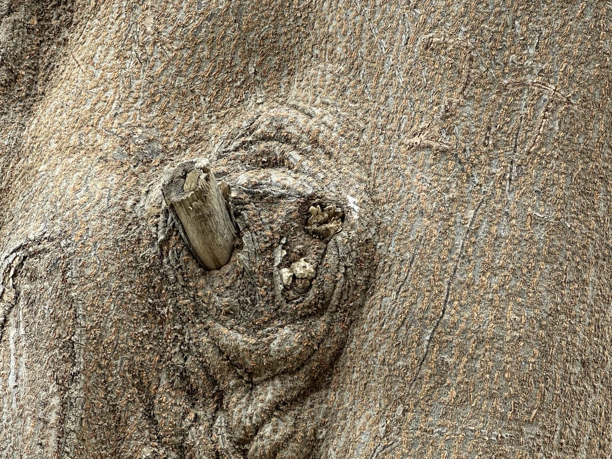 Is it better to speak Or to die? ꩜ tweet media