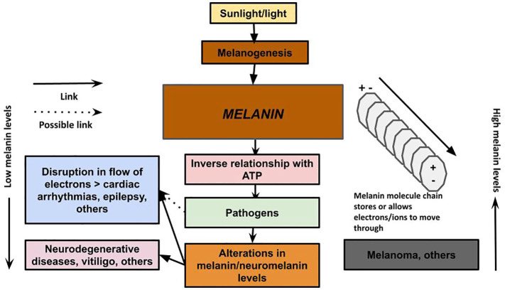 MitohormesisAct's tweet image. We think there is sufficient evidence in the scientific literature to support our theories that 1. under normal healthy states, melanin retains some of the energy it absorbs from light, and this energy, which is used by cells, is supplemented in an inverse relationship with the