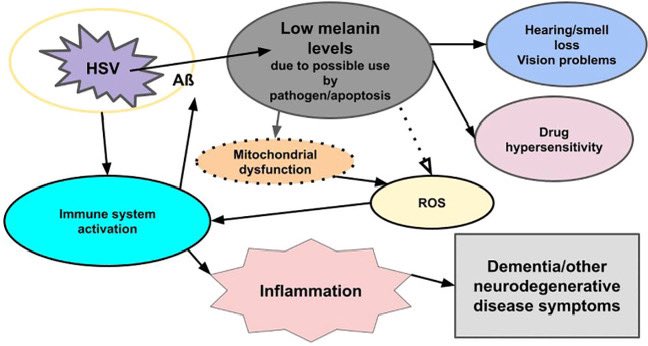 MitohormesisAct's tweet image. We think there is sufficient evidence in the scientific literature to support our theories that 1. under normal healthy states, melanin retains some of the energy it absorbs from light, and this energy, which is used by cells, is supplemented in an inverse relationship with the