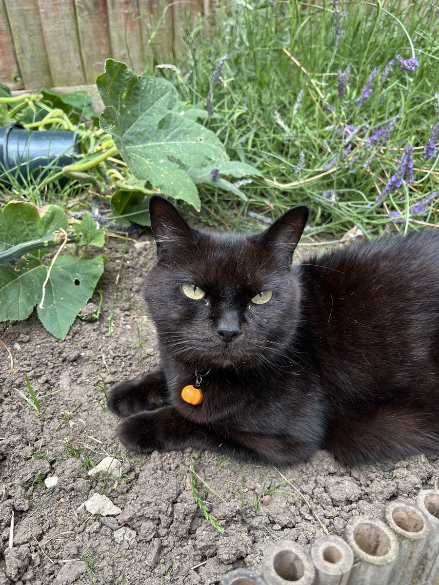 yoongi’s cat // my cat