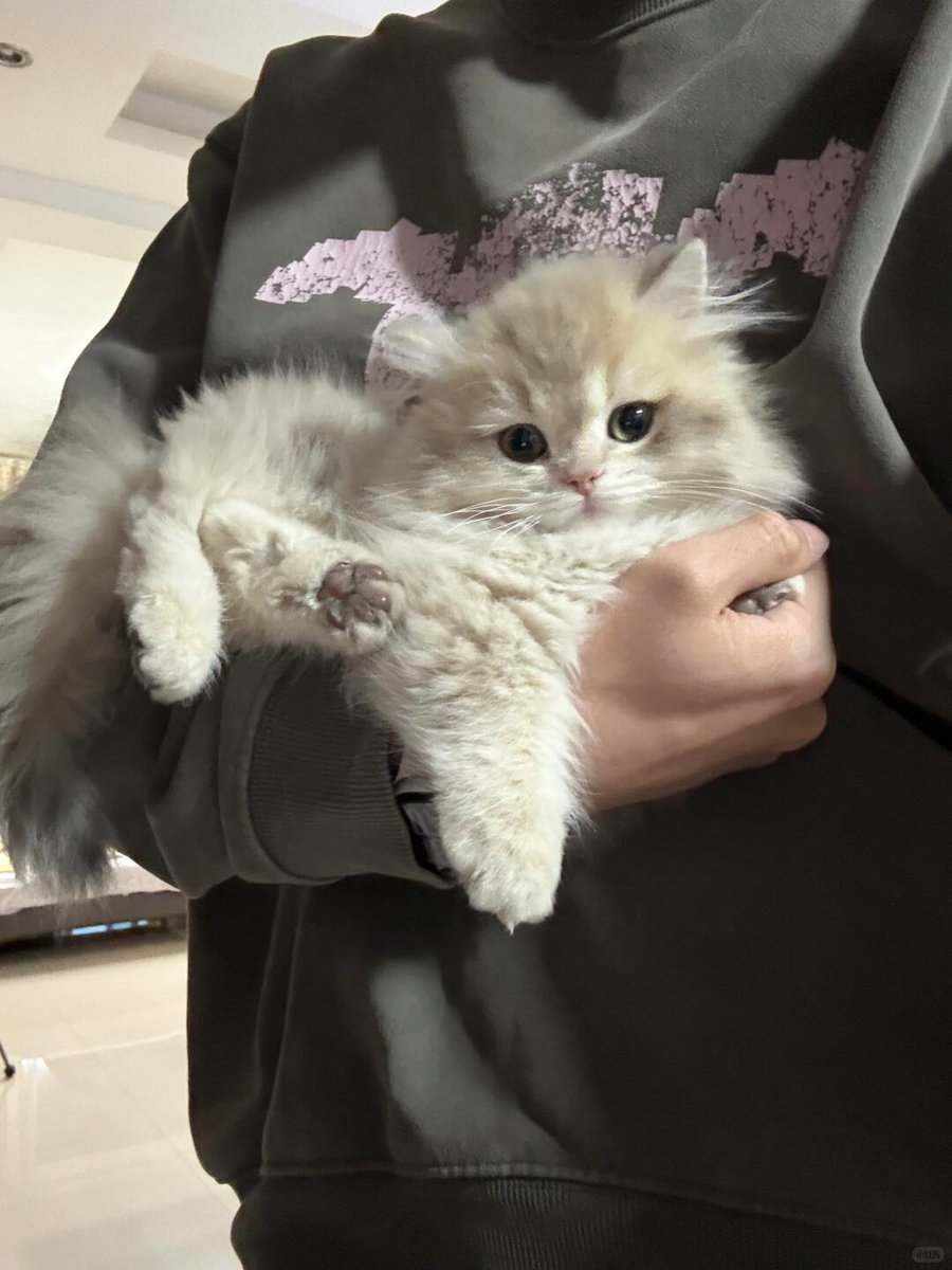 cutestscats's tweet photo. held like a baby https://t.co/FzfII4vUhj
