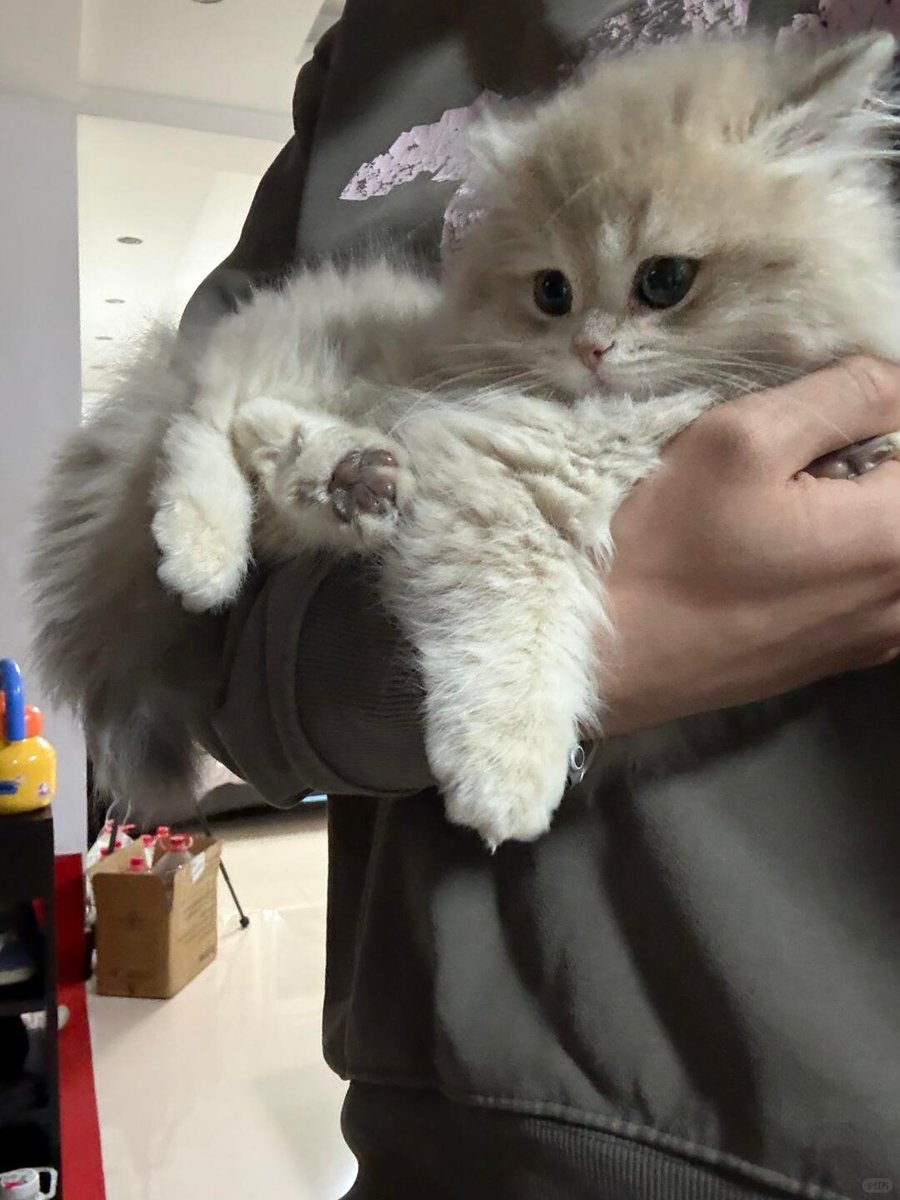 cutest cats tweet media