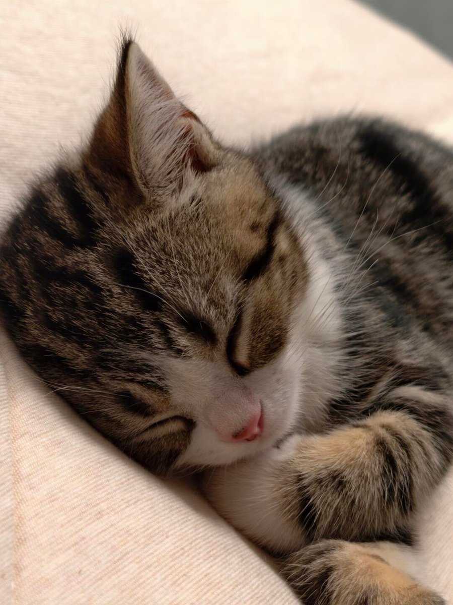 cutestscats's tweet photo. https://t.co/O34rr4utFB