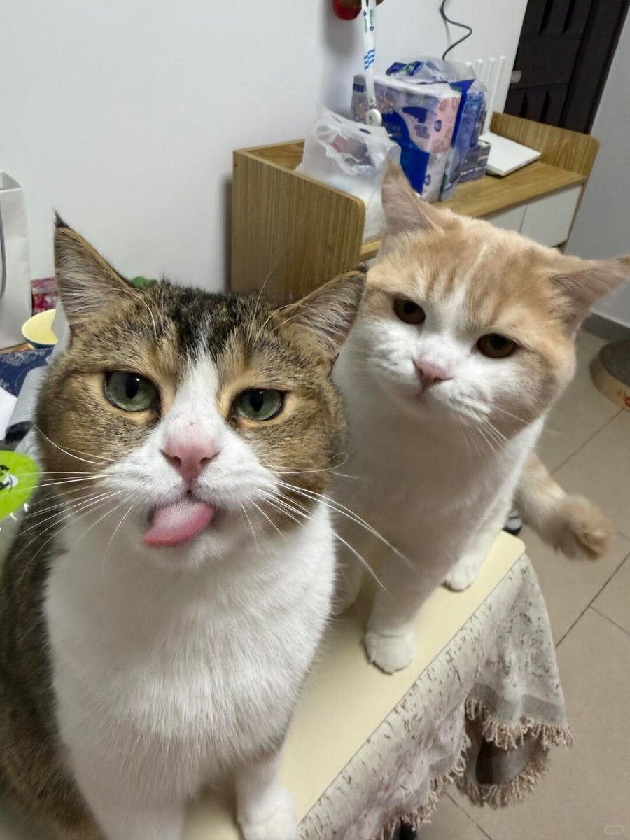 cutest cats tweet media