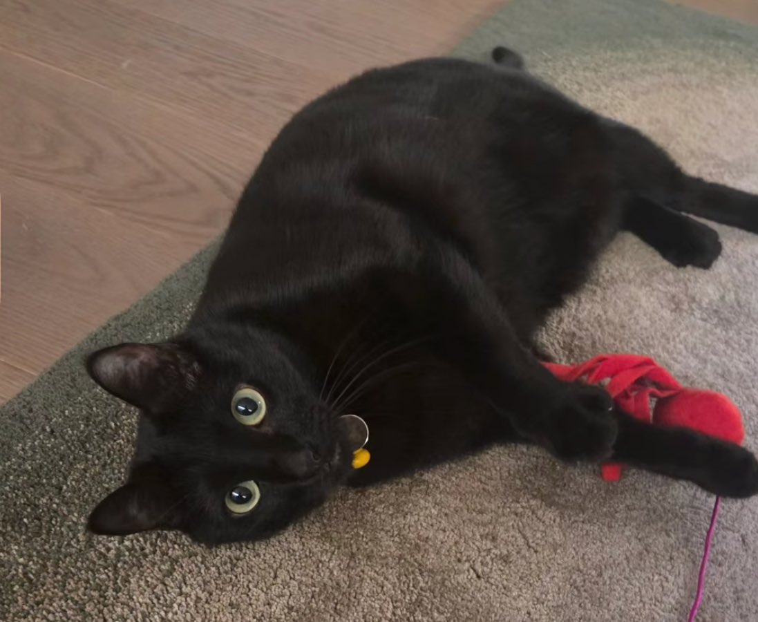 mal 🪭 tweet media