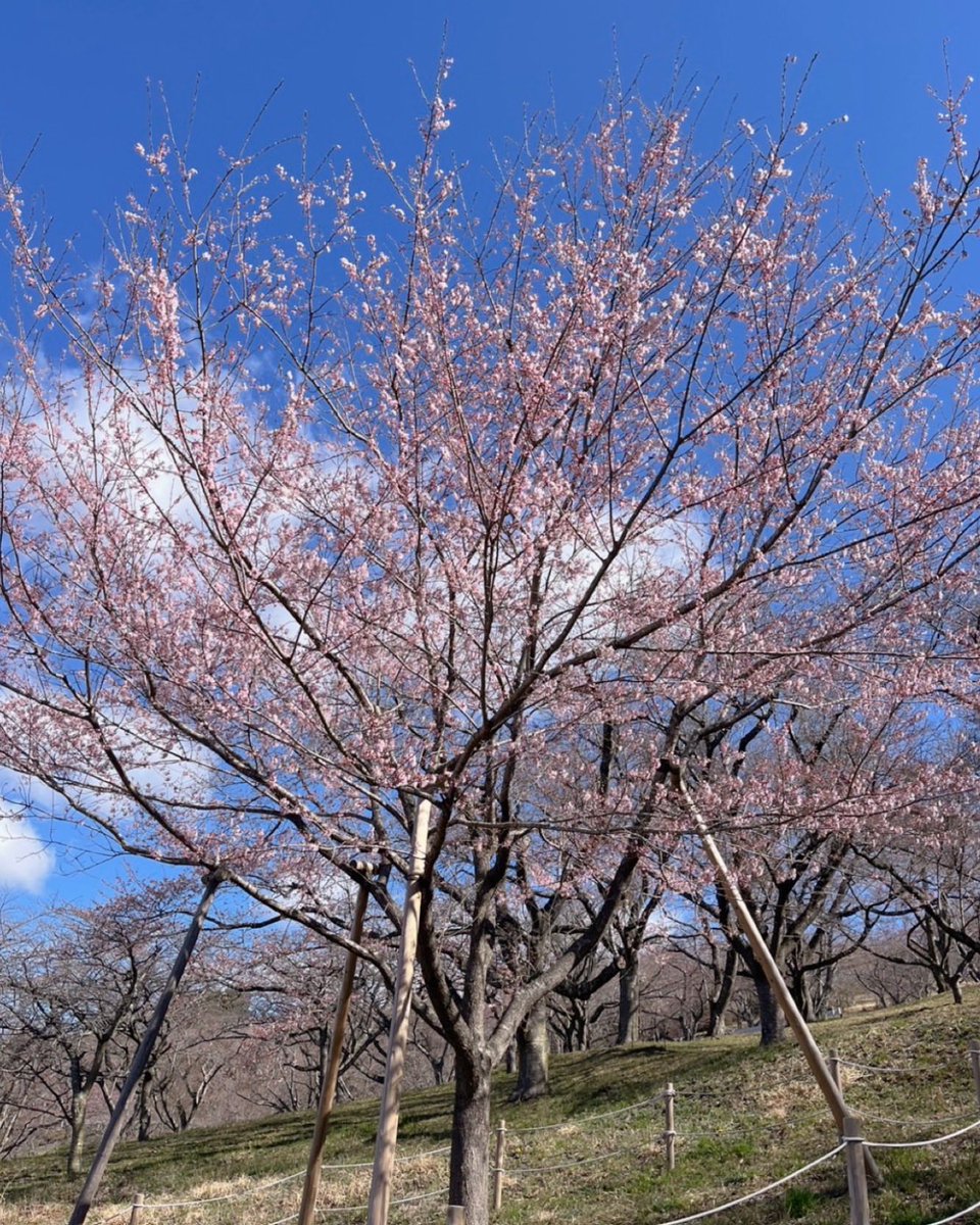 kagobosakura's tweet photo. 今週に入り加護坊山の桜が開花し、山全体がだんだんとピンク色に染まってきました🌸
見頃が待ち遠しい！

12日（日）には音楽イベントも開催されます🎺🎵 
今週末は、屋台グルメや夜桜ライトアップなど1日を通して桜を楽しめる「加護坊桜まつり」にぜひお越しください🙌

#加護坊桜まつり #桜 https://t.co/RonMgO4VZb