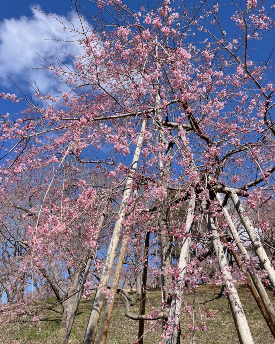 kagobosakura's tweet photo. 今週に入り加護坊山の桜が開花し、山全体がだんだんとピンク色に染まってきました🌸
見頃が待ち遠しい！

12日（日）には音楽イベントも開催されます🎺🎵 
今週末は、屋台グルメや夜桜ライトアップなど1日を通して桜を楽しめる「加護坊桜まつり」にぜひお越しください🙌

#加護坊桜まつり #桜 https://t.co/RonMgO4VZb