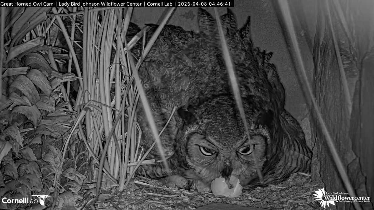 Wildflower Center Great Horned Owl Cam tweet media