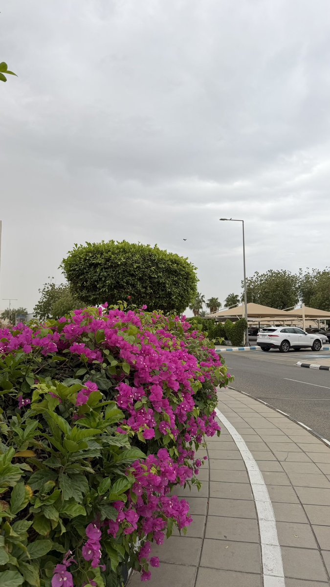 شُموخ أحمد 🇸🇦 tweet media