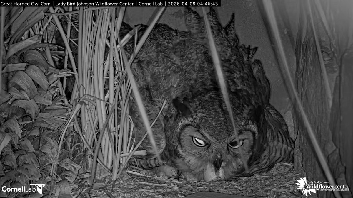 Wildflower Center Great Horned Owl Cam tweet media