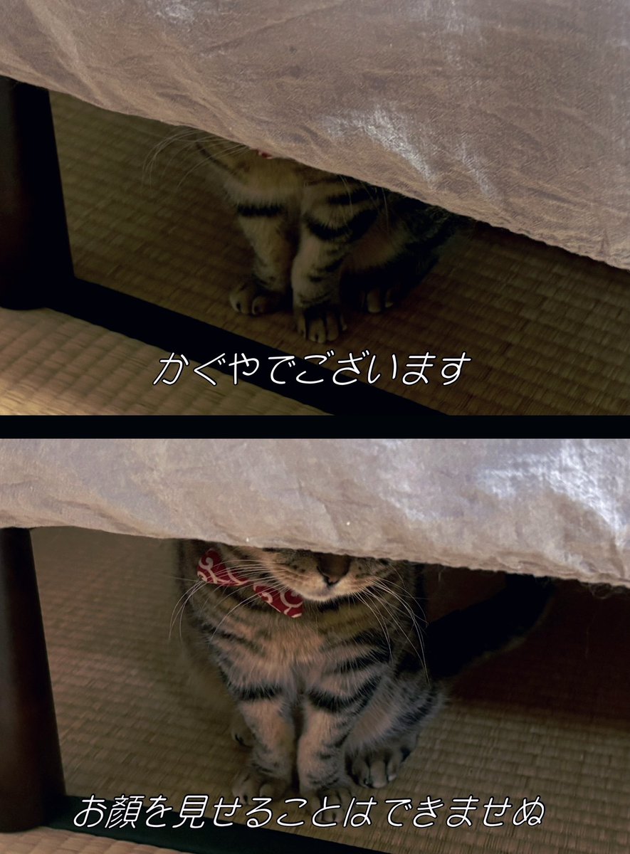 長毛アメショと短毛アメショ tweet media