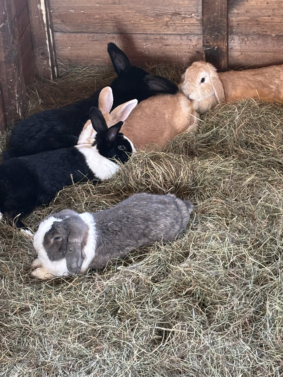 Carrot Cottage Rabbit Rescue tweet media