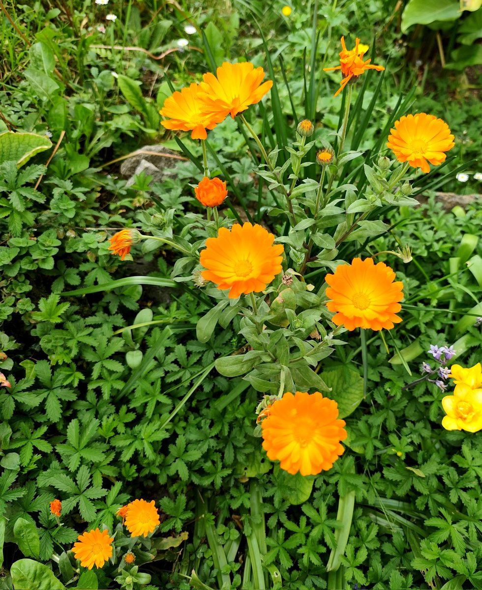 lunaelupo7's tweet image. La Calendula officinalis sboccia ora 🌼
Conosciuta per le sue proprietà lenitive e calmanti, è da sempre legata al benessere naturale.
Simbolo di sole, rinascita e protezione: ci ricorda che ogni ciclo porta nuova luce. ✨
#calendula #pianteofficinali #naturopatia
