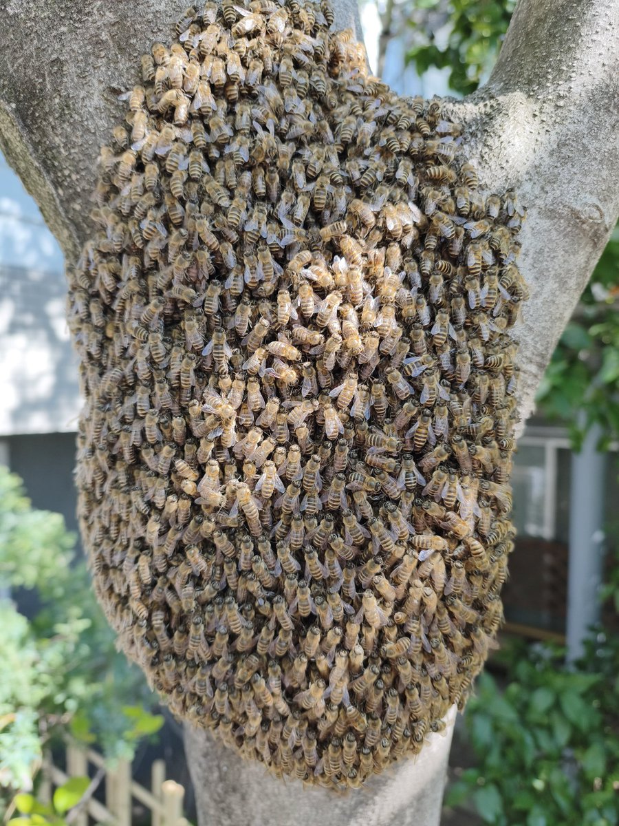 深大寺養蜂園🍯次回直売会👉4月25 @青山FARMERSMARKET🎪 tweet media