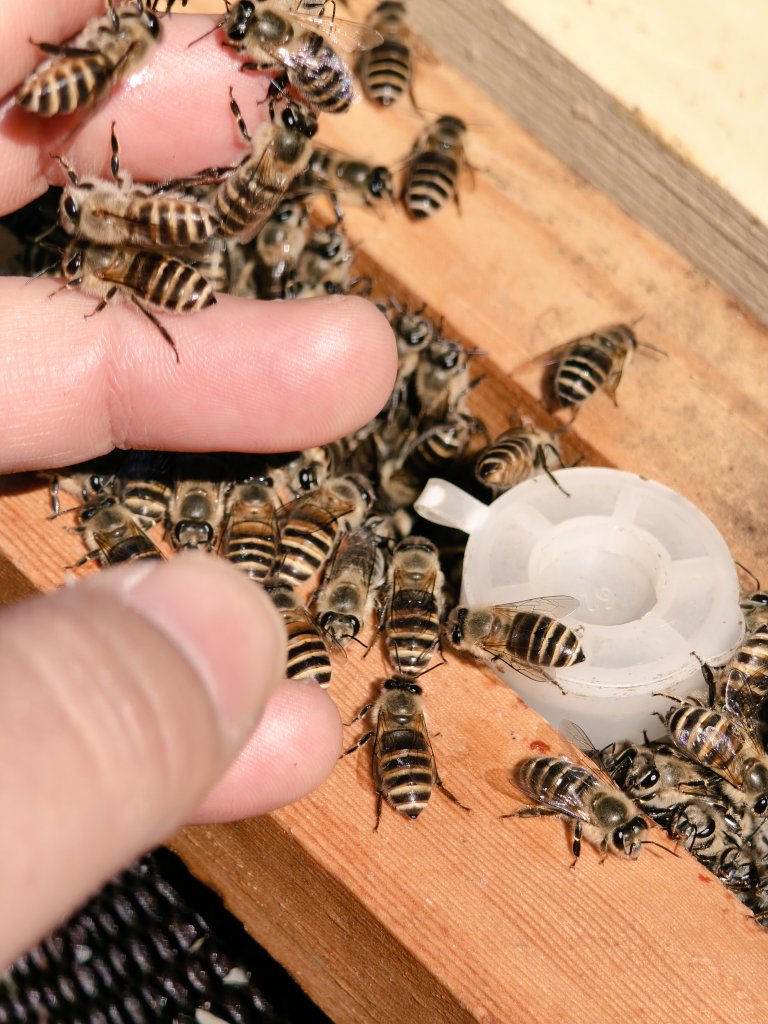 深大寺養蜂園🍯次回直売会👉4月25 @青山FARMERSMARKET🎪 tweet media