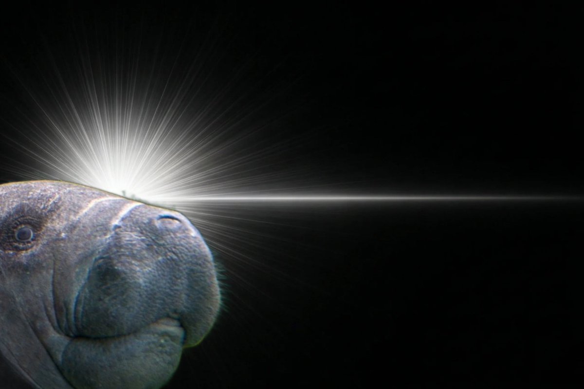 キックの鬼マナティー@トリカブト会 tweet media