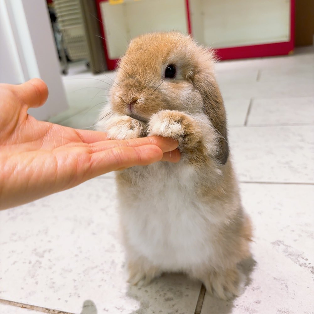 うさぎのしっぽ恵比寿店 tweet media