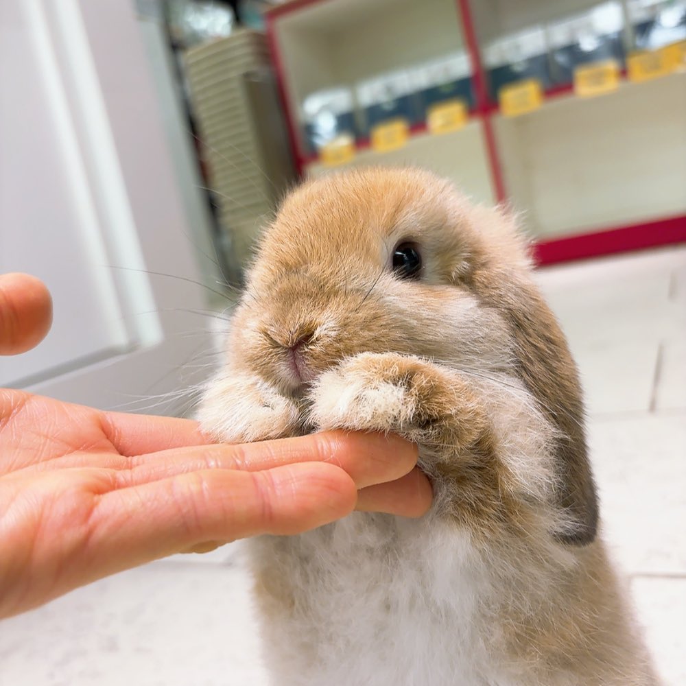 うさぎのしっぽ恵比寿店 tweet media