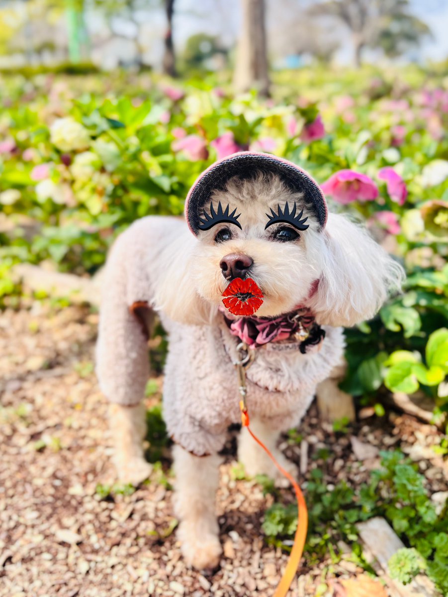 シューとローラ tweet media