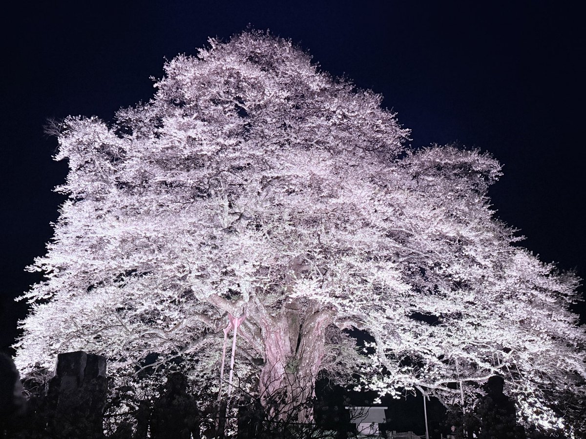 フォス tweet media