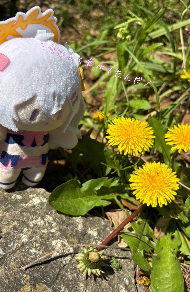 ほんきょー tweet media