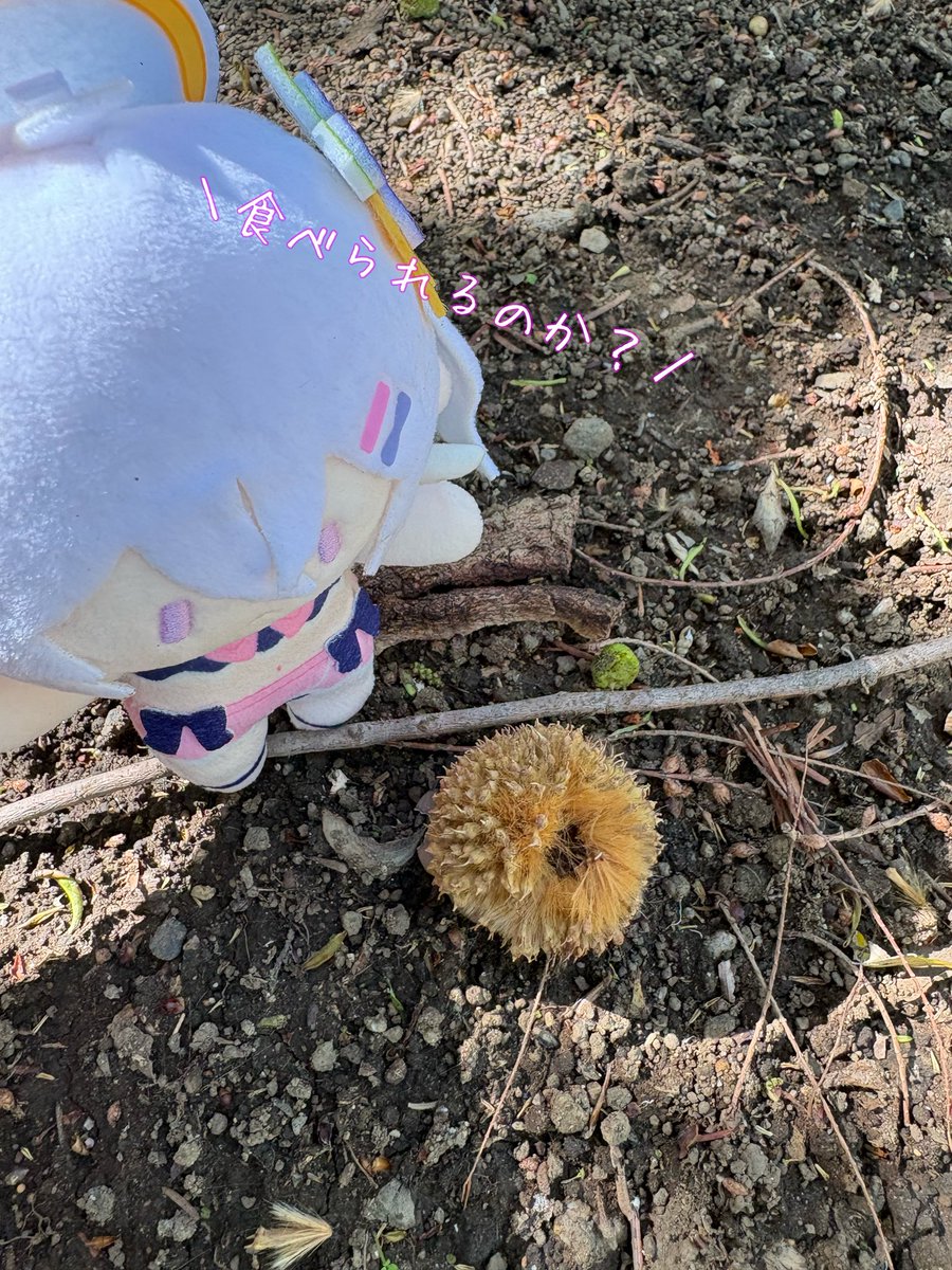 ほんきょー tweet media