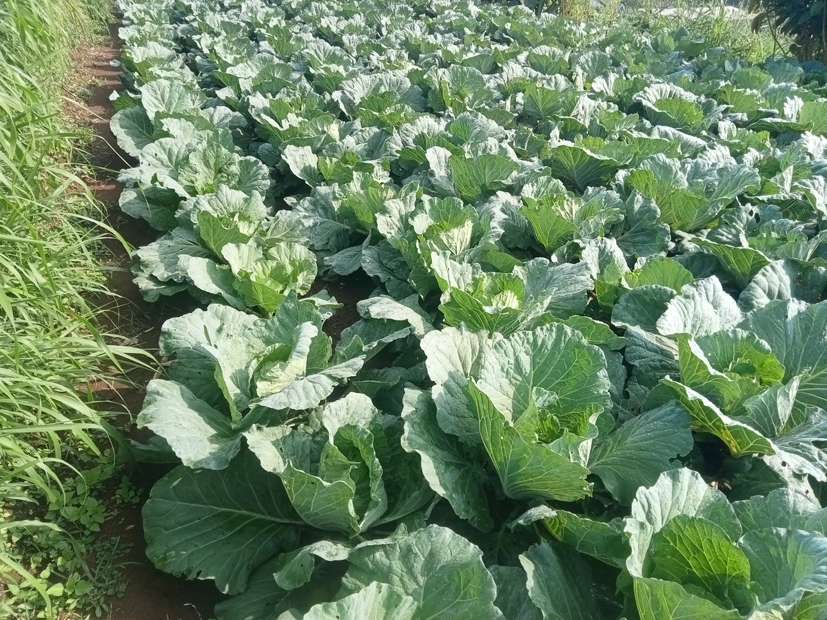 AbU JenaR tweet media