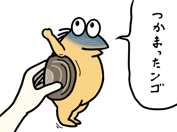 ワイミル貝
殻からハミ出してるンゴねぇ
たまにお店でみかけるでっ貝 