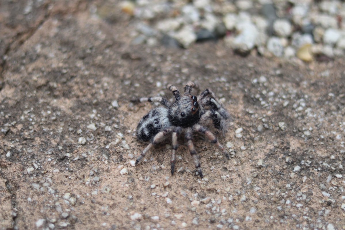 royal_damper tweet media