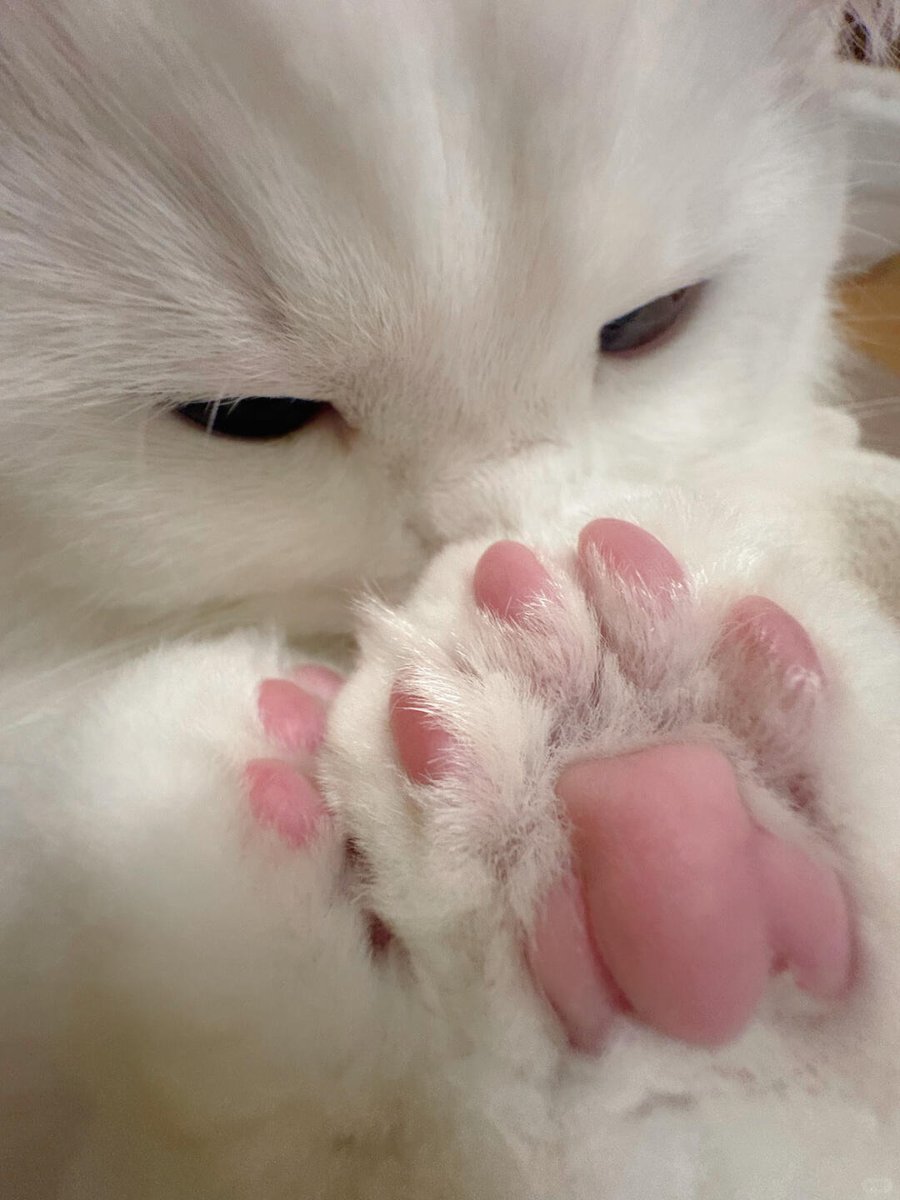 cutest cats tweet media