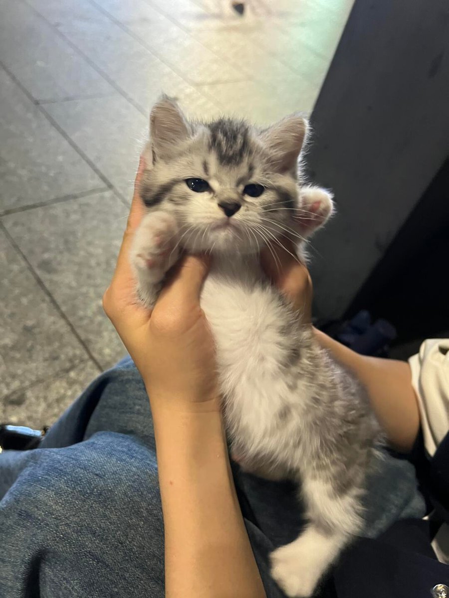 cutestscats's tweet photo. https://t.co/KzQBPqrBzY