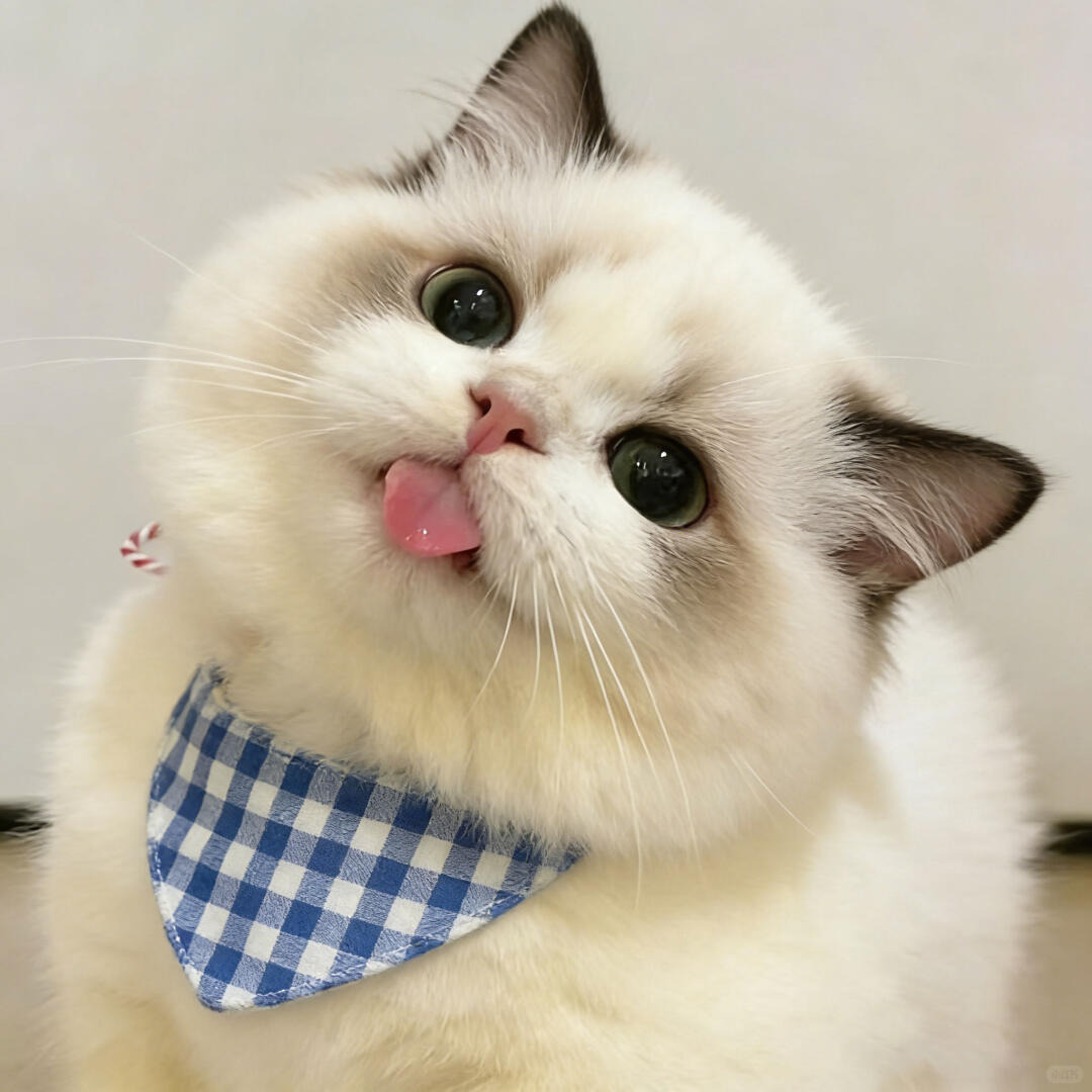 cutest cats tweet media