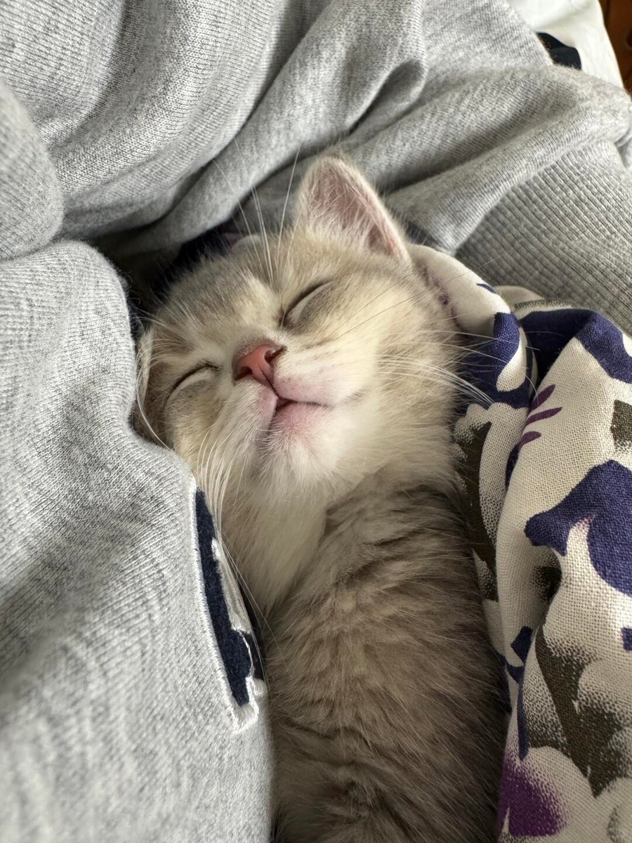 cutest cats tweet media
