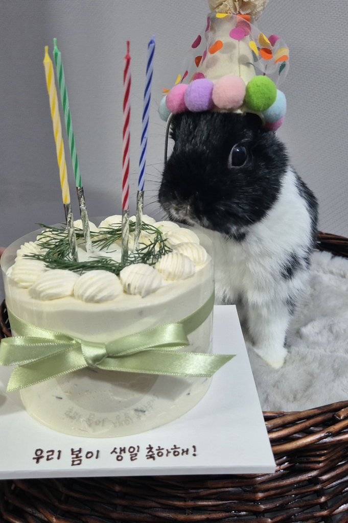 🌸Bom🐾봄이ᕱᕱ🐰🌱 tweet media