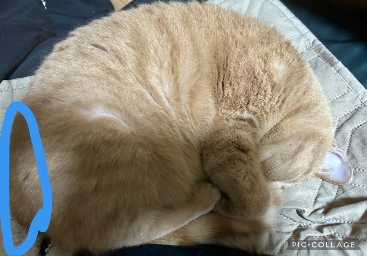 potasala1's tweet photo. 寝ている猫のこの部分に額をそっと当てて目を閉じると驚くほど気持ちが楽になるのに気づいた
何か出してる？？
猫飼ってて疲れたり落ち込んでる人はぜひ試してほしい
#猫のいる暮らし https://t.co/etEP6jUqbI