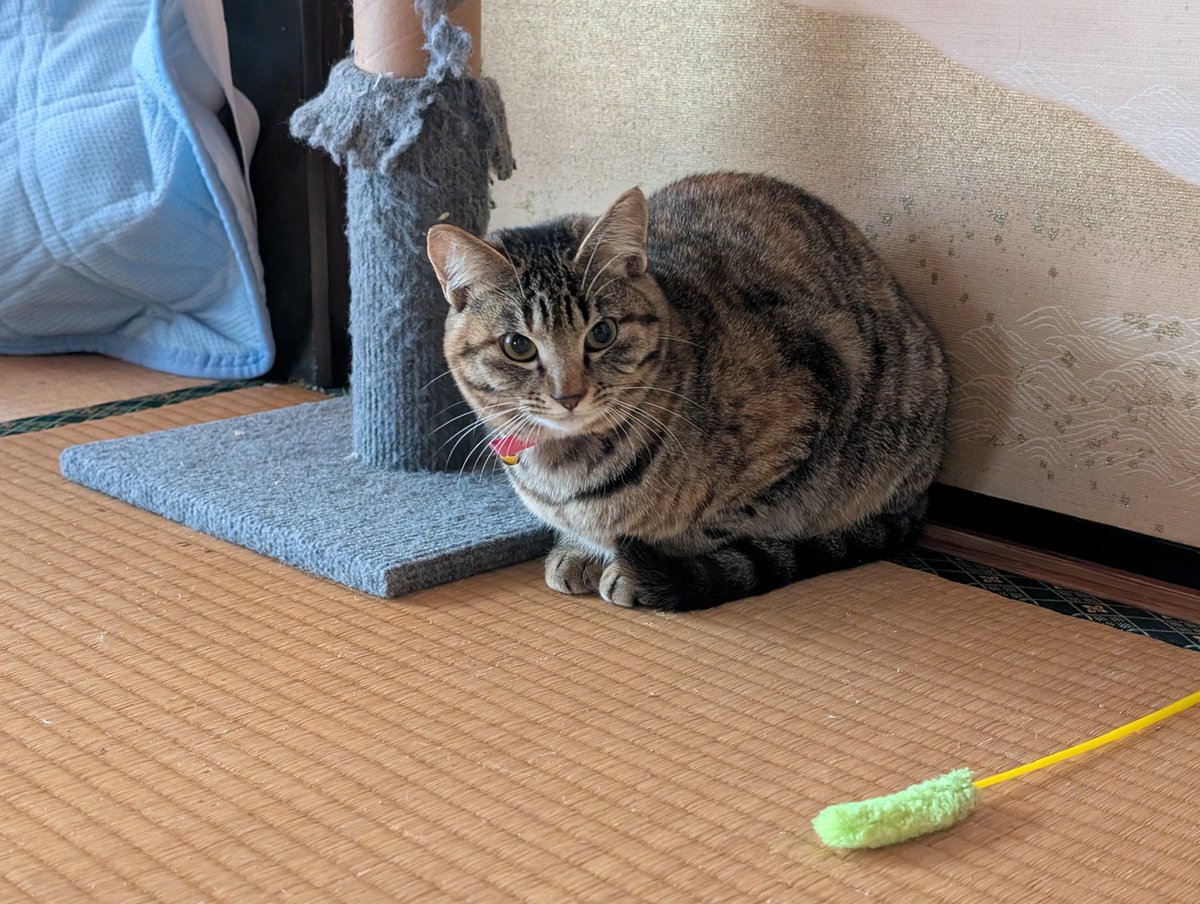 7N1GKI/とちぎJK88 tweet media