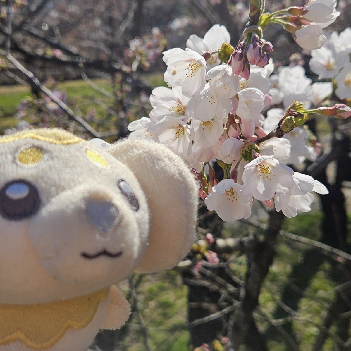 ぽめち tweet media