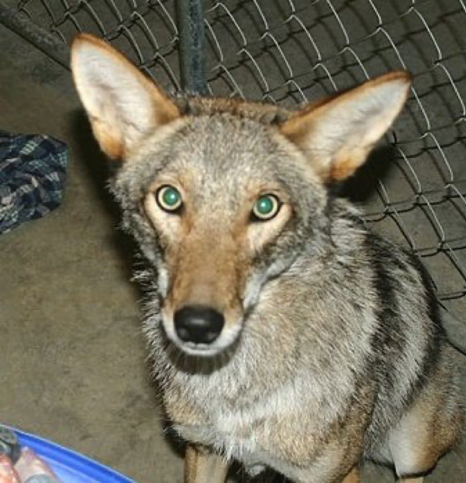 Texican yote tweet media