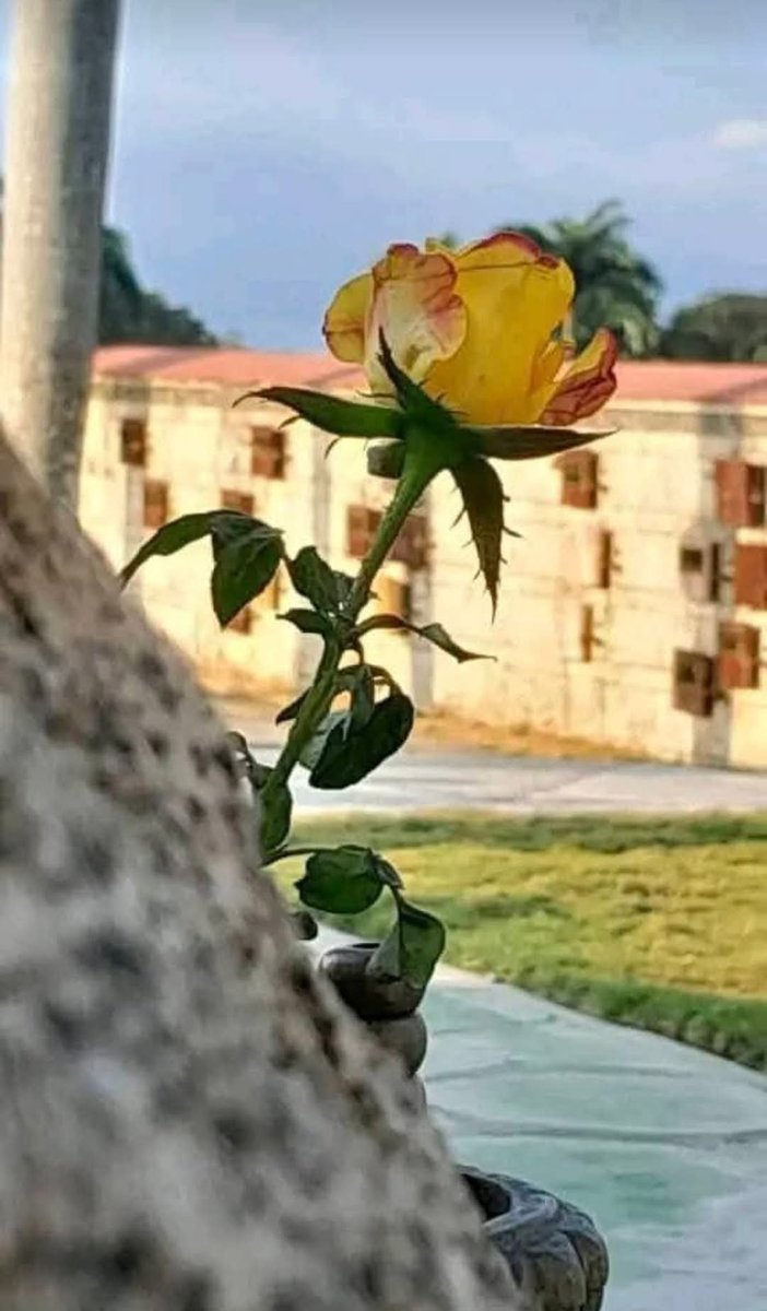 Y aunque he llegado hasta tí muchas veces,a tu humilde morada de descanso eterno en las montañas del II Frente Oriental que ayudaste a forjar junto a tu amor eterno,nuestro General de Ejército Raúl Castro, prefiero recordarte viva,activa, delicada,firme y amorosa.