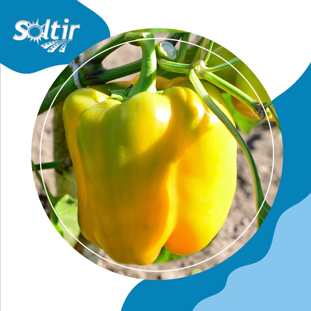 🌱 Cultivar bien es hacerlo con sentido… y con propósito. 

En #Soltir combinamos experiencia, innovación y un cuidado constante en cada proceso para que el resultado esté siempre a la altura.