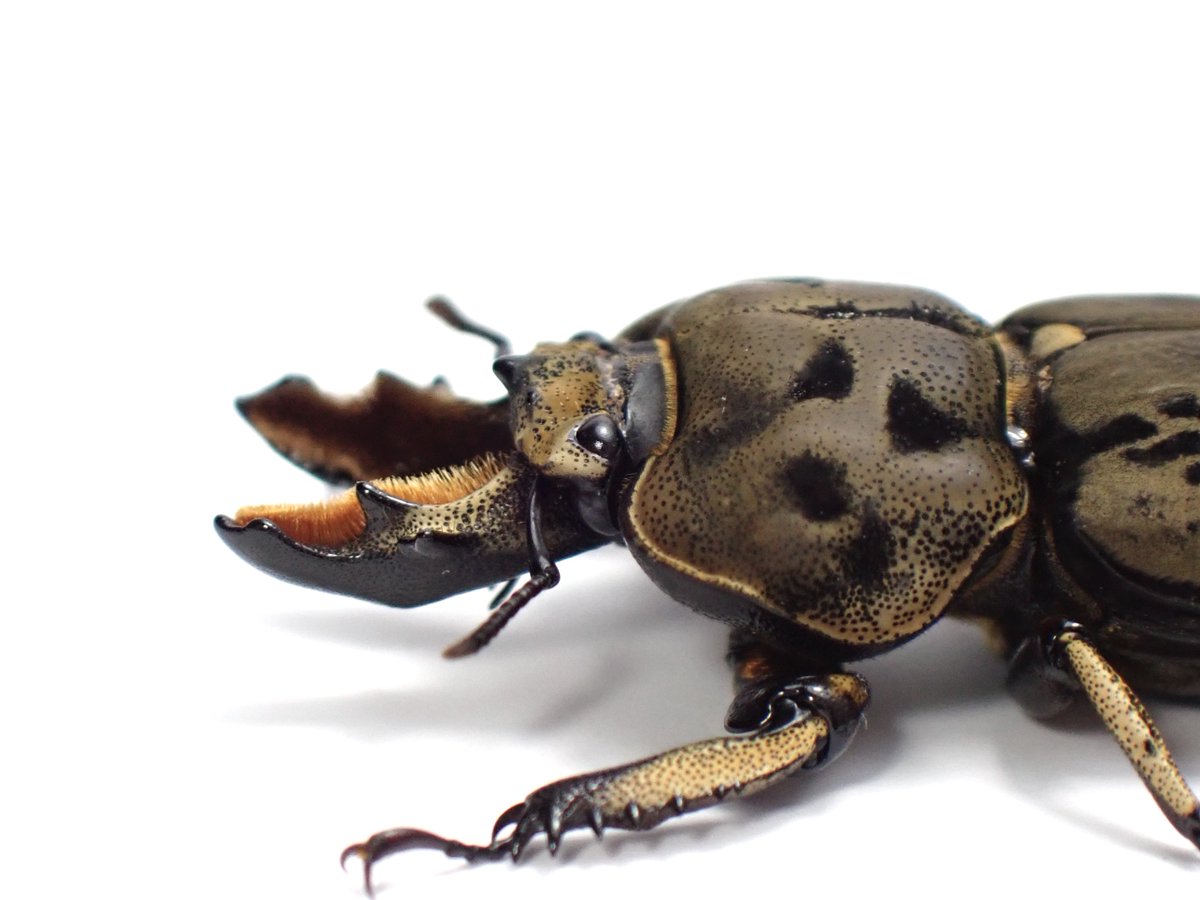 わたくわ tweet media