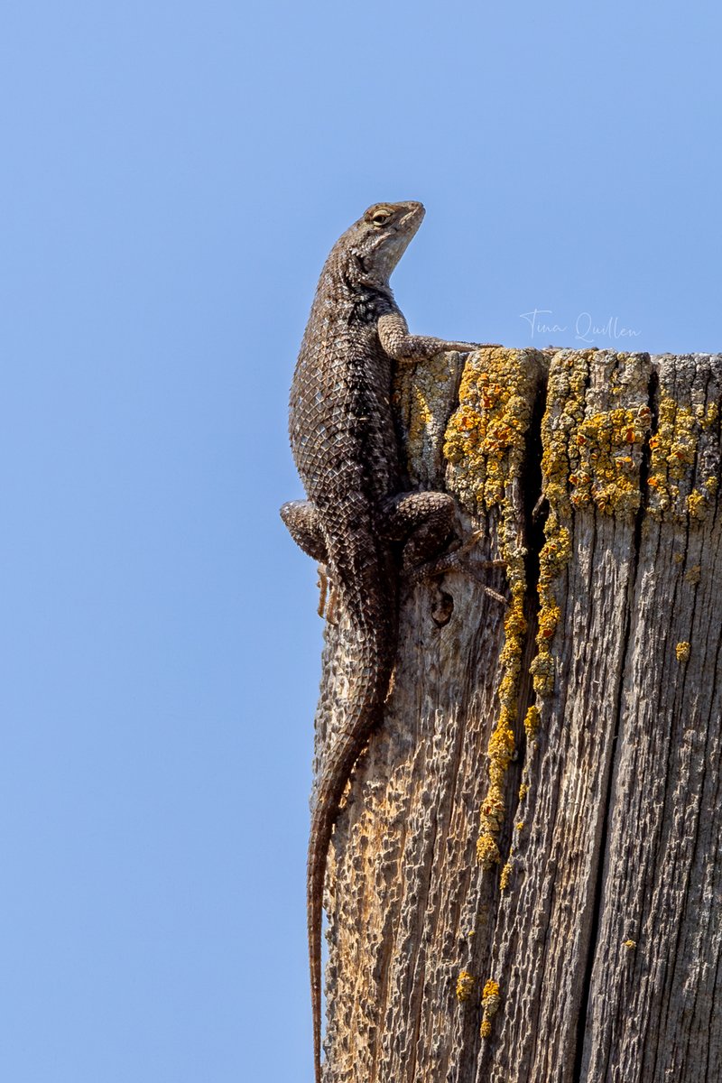 Tina Quillen Photography tweet media