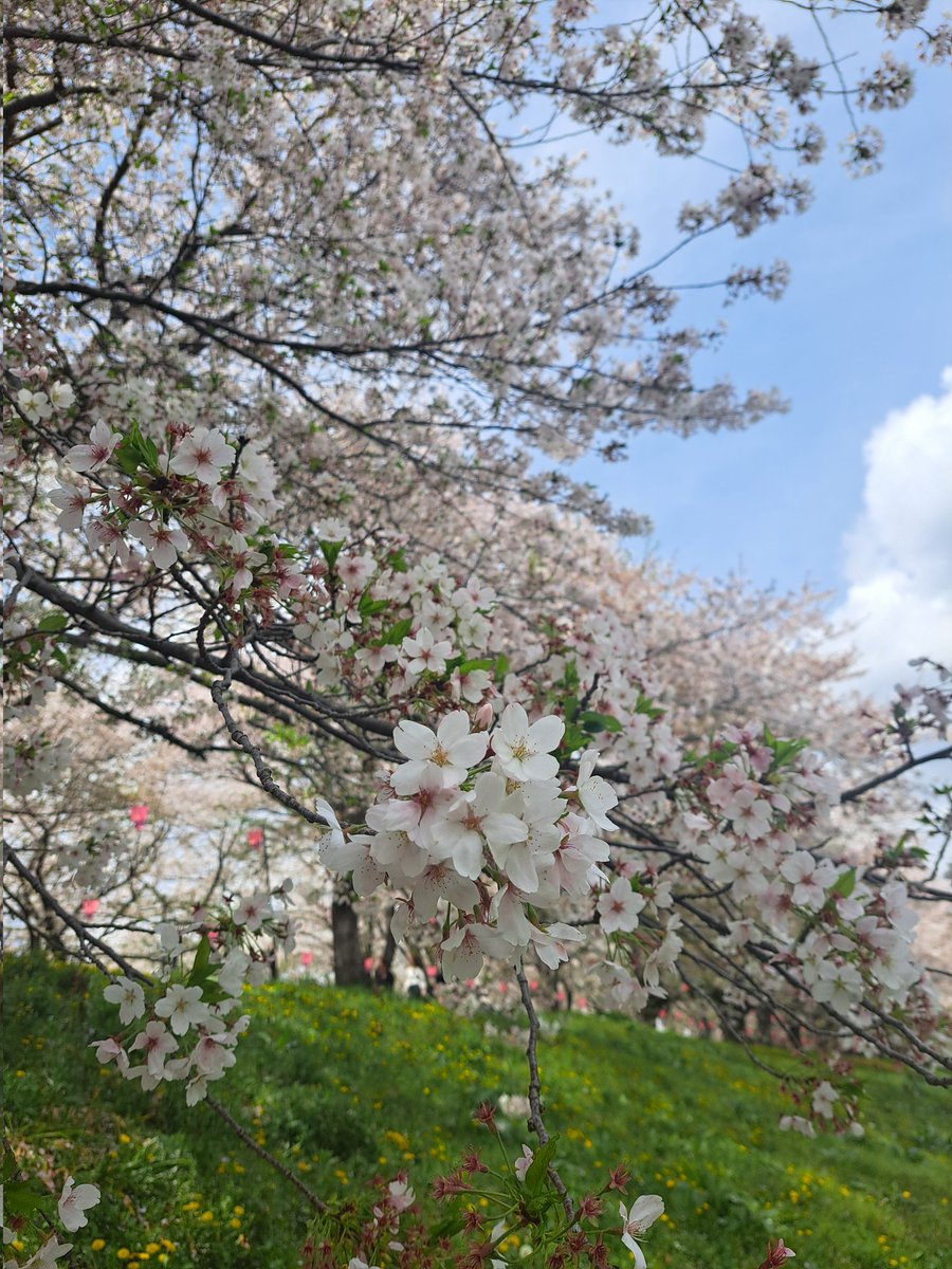 らいら tweet media