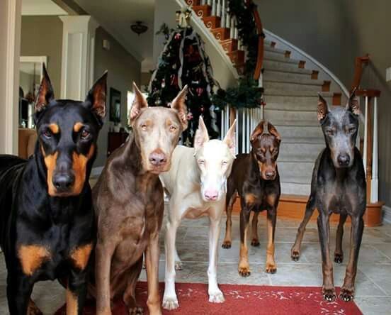DobermanVibe1's tweet image. #dobermann #doberman #dobermansofinstagram #Expel #BDSP #Aquinas