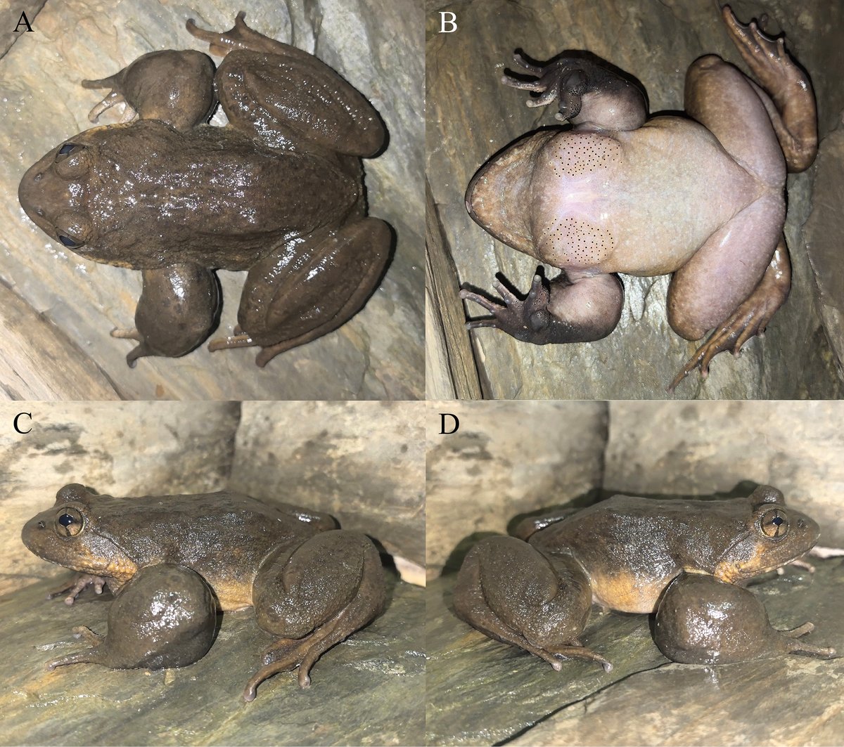 ZooKeys_Journal's tweet image. 🐸Take a look at the two newly described slow #frogs of the genus Nanorana: 𝘕𝘢𝘯𝘰𝘳𝘢𝘯𝘢 𝘻𝘩𝘢𝘰𝘵𝘰𝘯𝘨𝘦𝘯𝘴𝘪𝘴 and 𝘕𝘢𝘯𝘰𝘳𝘢𝘯𝘢 𝘸𝘦𝘯𝘴𝘩𝘢𝘯𝘦𝘯𝘴𝘪𝘴. 

You can find their distinguishing characteristics here: doi.org/10.3897/zookey…

#anurans #frog #newspecies